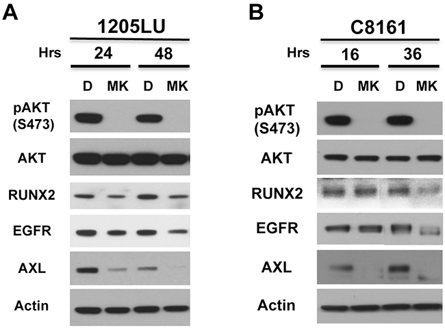 AKT activity is involved in RUNX2 and RTK expression.