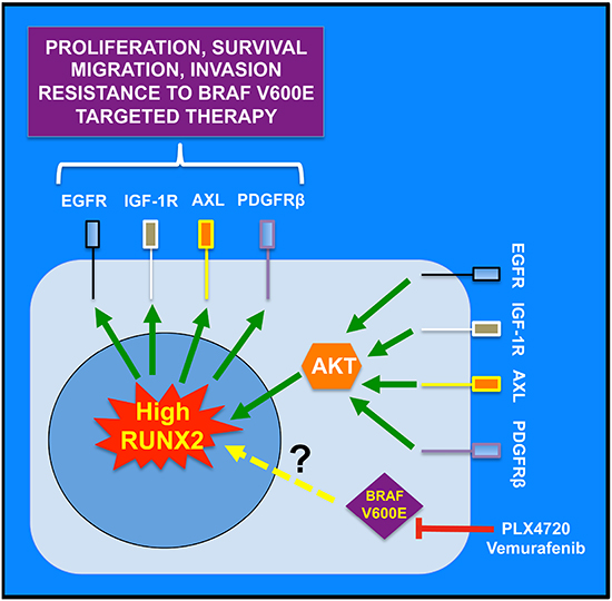Working model for the role of RUNX2 in RTK-based autocrine loops and resistance to BRAF V600E targeted therapy.