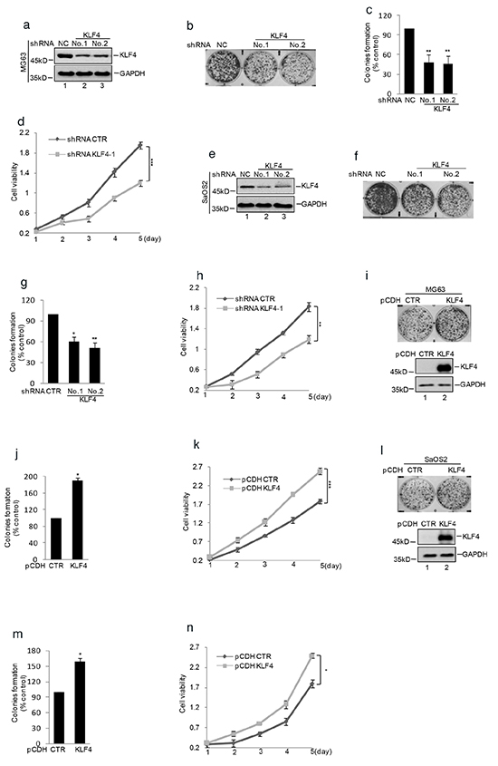 Figure 1. KLF4 enhanced human osteosarcoma cells clonogenicity and growth.