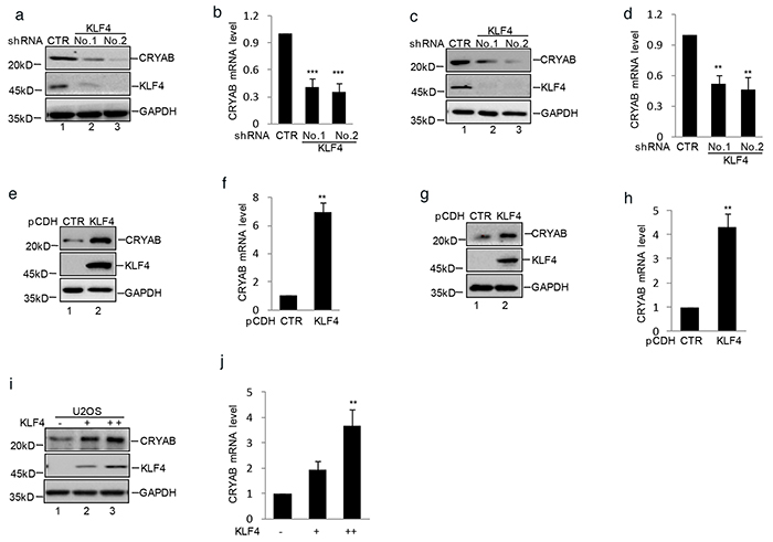 Figure 4. KLF4 upregulated CRYAB expression in human osteosarcoma cells.