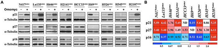 Omomyc induces CDKN1A and CDKN1B.