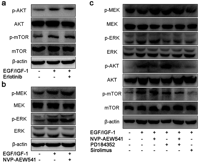 Single blockage of IGF1R induced compensatory activation of MEK/ERK, leading to sustained activation of mTOR in SW13 cells.