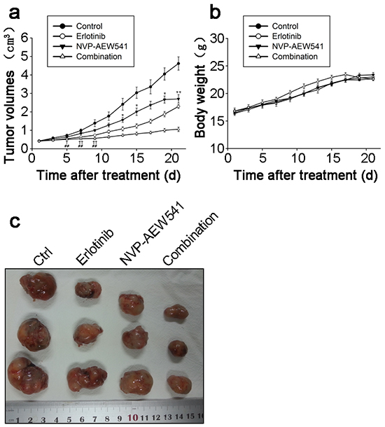 Combinational regimen synergistically inhibited tumor growth of xenograft.