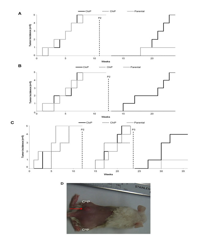 The CloP is exclusively enriched in self-renewal capacity in colon cancer xenografts.