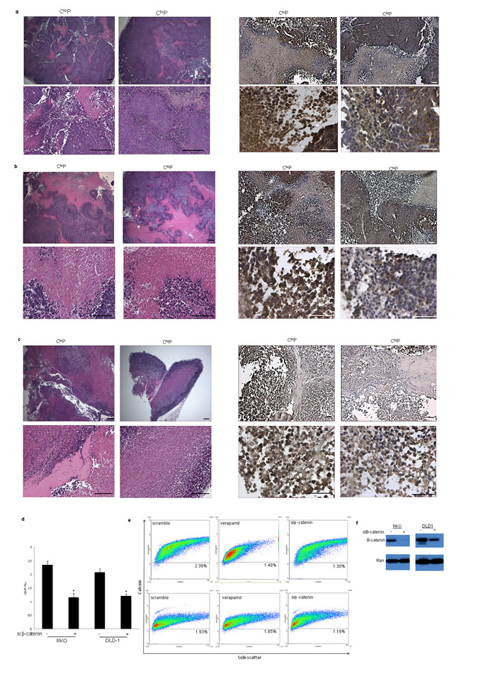 The CloP is &#946;-catenin-dependent.