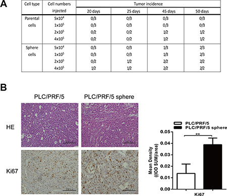 Sphere-forming cells exhibited higher tumorigenicity in vivo.