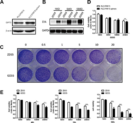 Analysis of infection efficiency and cytotoxicity of GP73-modified adenoviruses on PLC/PRF/5 sphere cells.