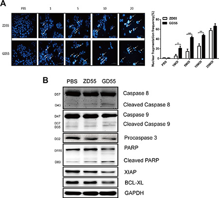 GD55 could induce the more extent of apoptosis in PLC/PRF/5 sphere cells compared to ZD55.