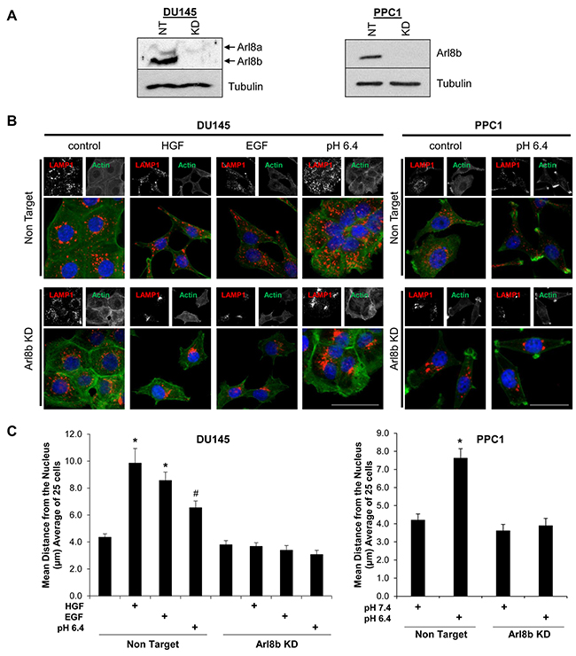 Arl8b knockdown prevents low pH-, EGF-, and HGF-induced lysosome trafficking to the cell membrane.