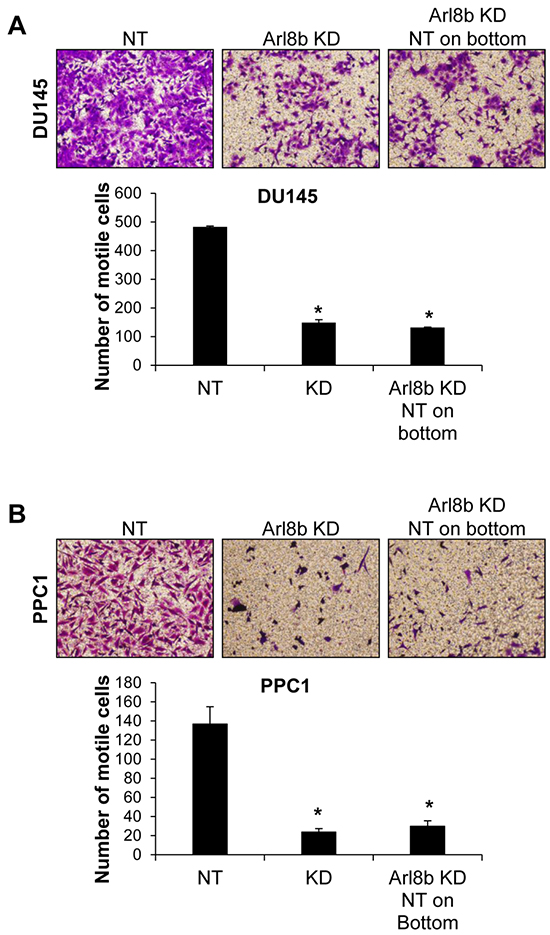 Defective Arl8b KD motility is not rescued by co-culture with NT cells.