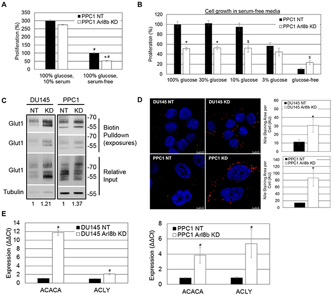 Arl8b depletion imposes an aberrant lipogenic phenotype to prostate cancer cells and impairs proliferation under limited nutrient conditions.