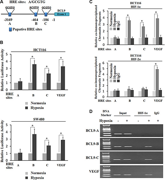 Hypoxia transactivates hypoxia-responsive elements (HREs) in the BCL-9 promoter through HIF-1&#x03B1;.