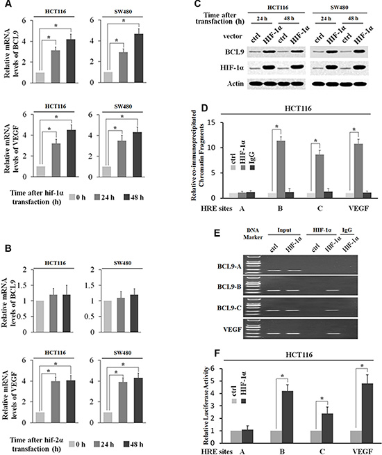 HIF-1&#x03B1; transcriptionally stimulates BCL-9 expression.