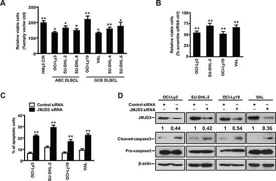 Downregulation of JMJD3 promotes apoptosis in DLBCL cell.