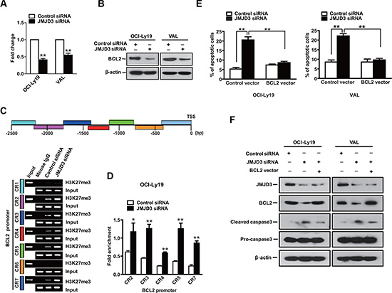 BCL-2 accounts for a significant survival component of JMJD3 in GCB DLBCL.