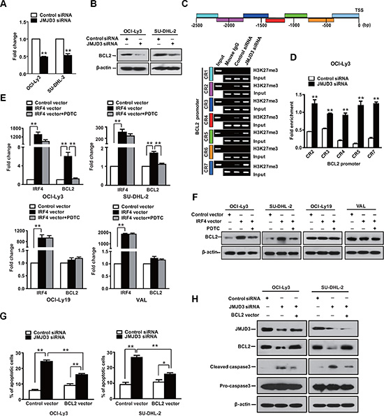 Bcl-2 has limited impact in ABC DLBCL.