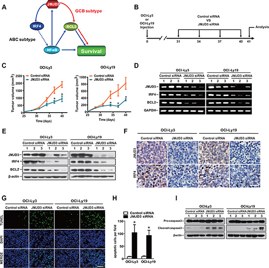 Therapeutic treatment with JMJD3 siRNA inhibits tumor growth and induces tumor apoptosis in DLBCL mouse model.