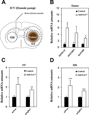 Anti-Let-7 is delivered directly into the cerebrospinal fluid by intraventricular administration via osmotic pump in U87MG orthotopic xenograft models.