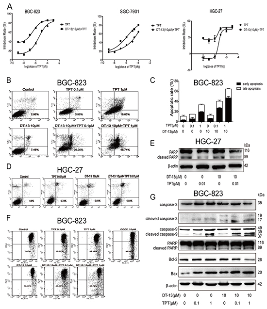 DT-13 combined with TPT promoted pro-apoptotic activity in BGC-823 cells.