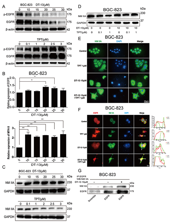 DT-13 could promote the degradation of EGFR through endocytosis of EGFR induced by myosin IIA.