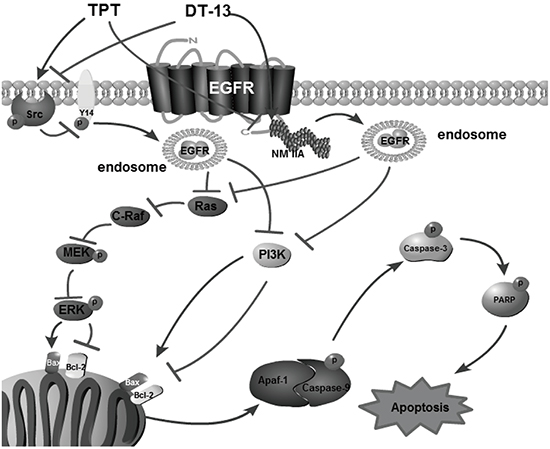 A schematic representation of a hypothesized mechanism of the synergistic combination of DT-13 and TPT inhibits human gastric cancer via myosin IIA-induced endocytosis of EGFR.