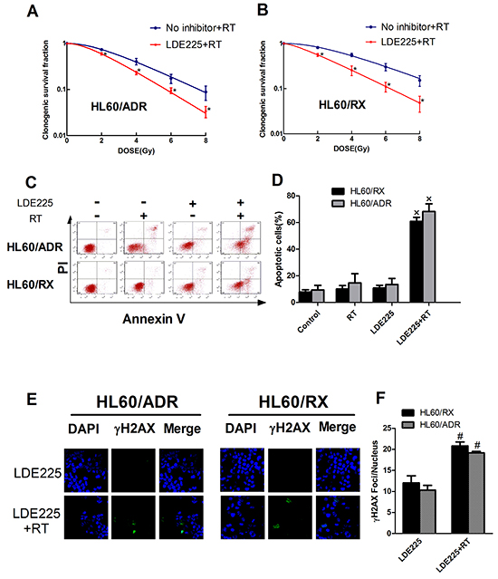 Inhibition of Hedgehog pathway enhances the radiosensitivity both in radio-resistant leukemia and drug-resistant leukemia cells.