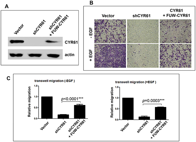 Re-expression of CYR61 rescues the inhibitory effect of CYR61 knockdown on cell migration.