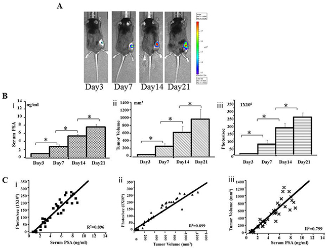 Preclinical subcutaneous mouse models using RM9-Luc-pIRES-KLK3 cells (n = 7)