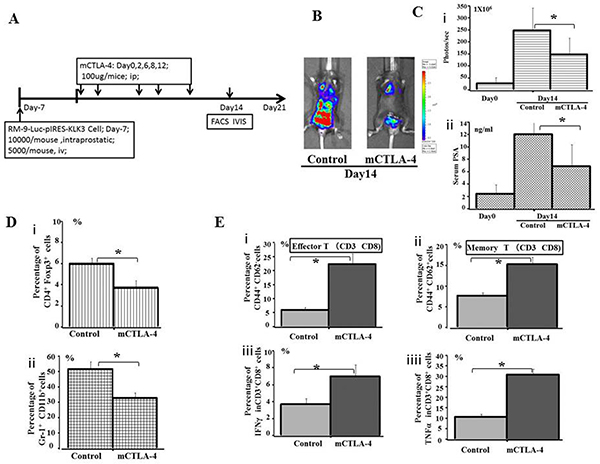 Evaluation of the effect of immunotherapy by immune checkpoint CTLA-4 blockade