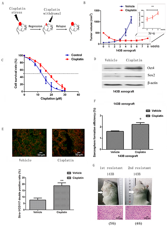 Cancer stem cells are enriched in a chemoresistant xenograft model.
