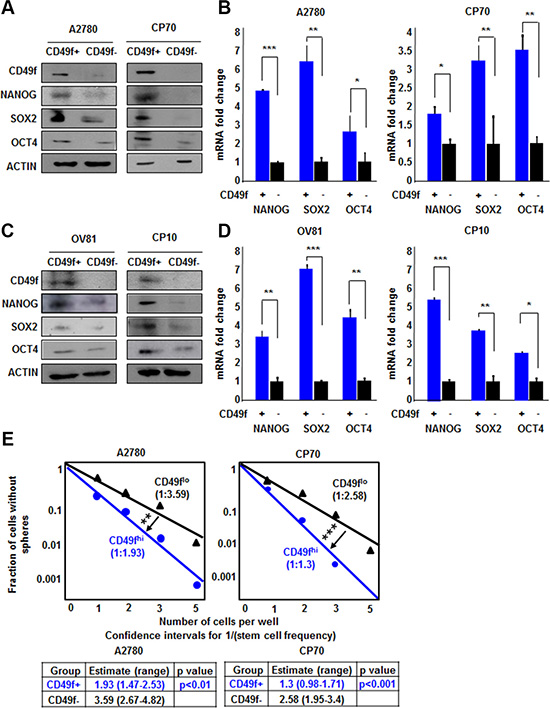 CD49f enriches CSCs in both A2780/CP70 and OV81/CP10 cells.