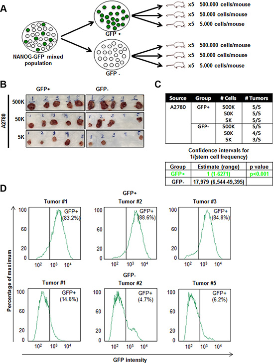 Increased in vivo tumor initiation frequency of A2780 GFP+ cells.