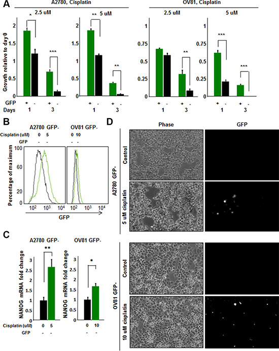 Cisplatin induces stemness in cisplatin-na&#x00EF;ve A2780 GFP- cells.