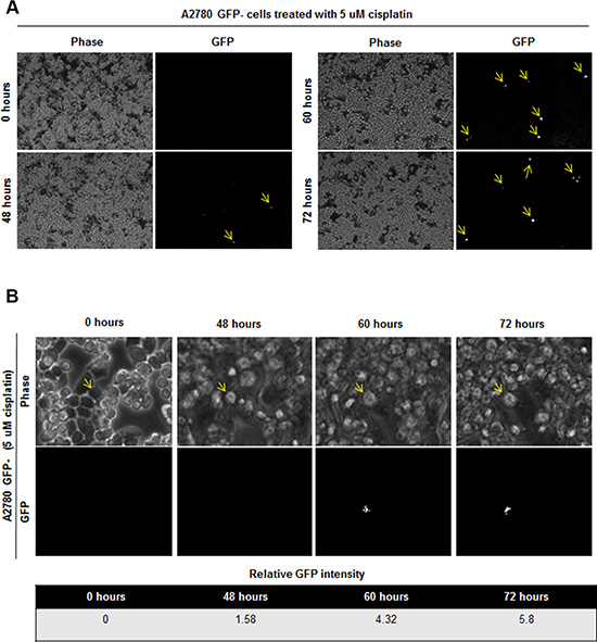 Induction of GFP signal upon 5 uM cisplatin treatment in GFP- cells.