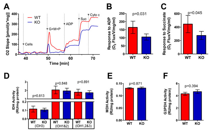 ETC function of WT and KO livers.