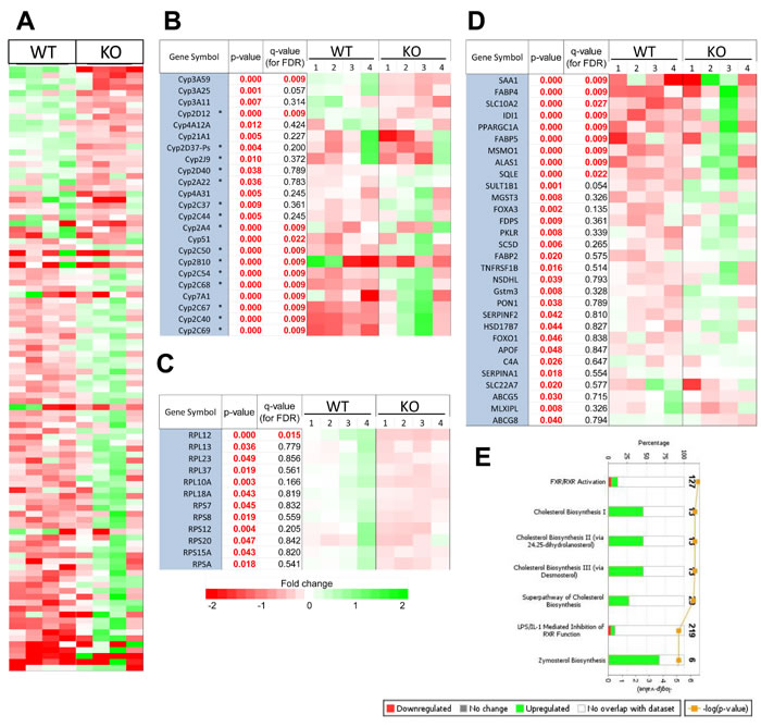 Transcript differences between WT and KO hepatocytes.