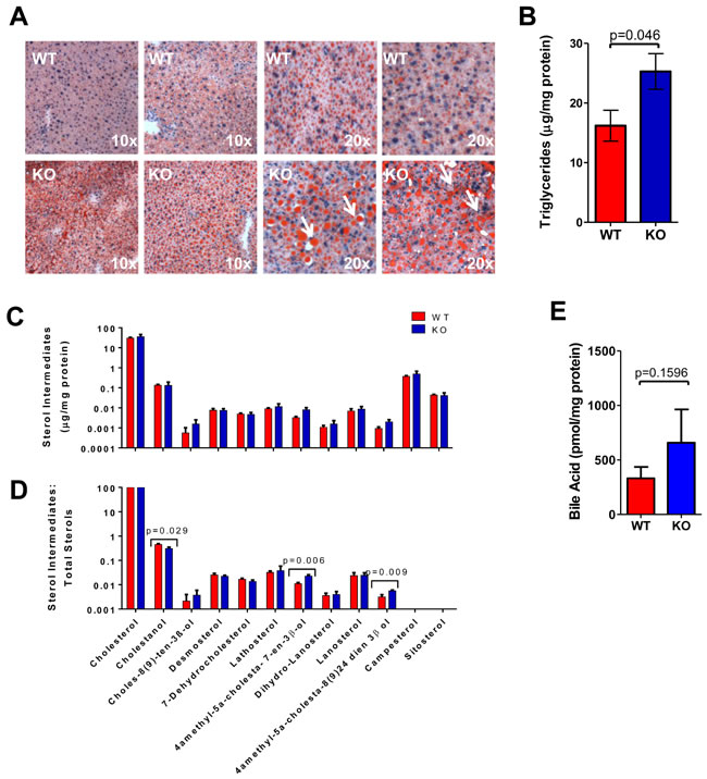 Hepatic repopulation enhances the defective handling of lipids in KO hepatocytes.