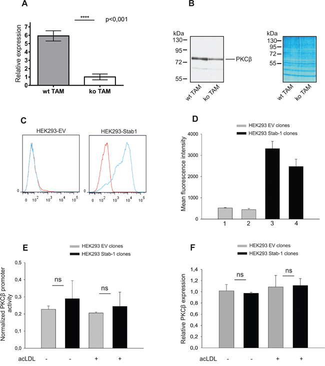 Assessment of stabilin-1 role in the activation of PKC&#x03B2; gene expression.