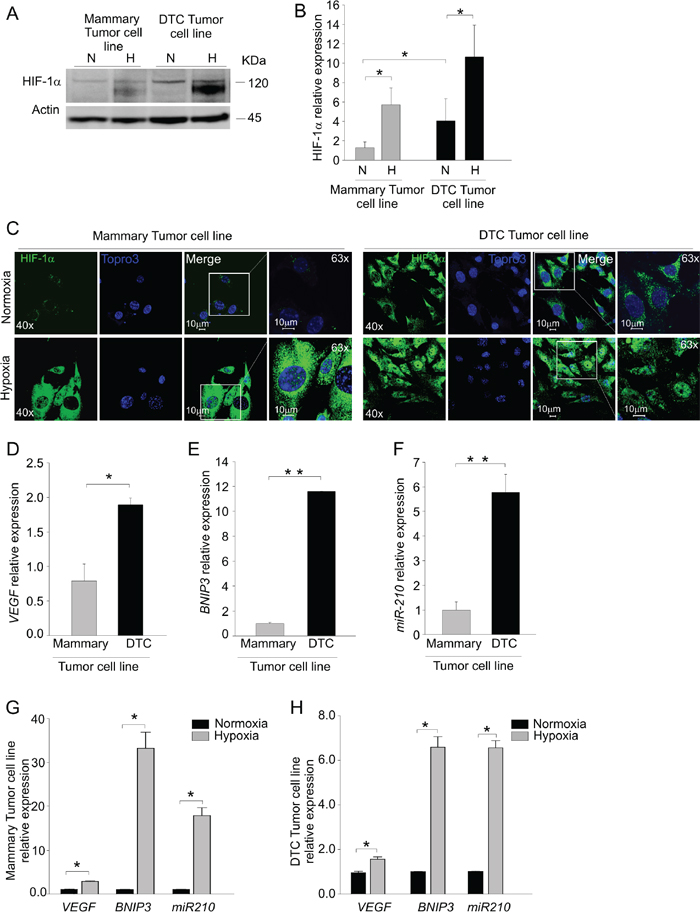 DTC tumor cells maintain in vitro up-regulation of HIF-1&#x03B1; expression.