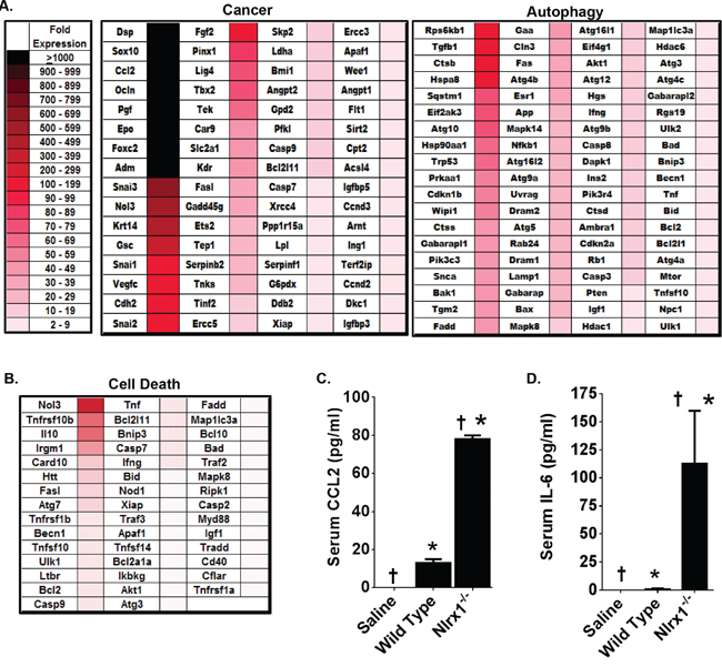 Genes Associated with Cancer, Autophagy, and Cell Death Are Significantly Up-Regulated in NLRX1 Deficient Mice during Histiocytic Sarcoma.