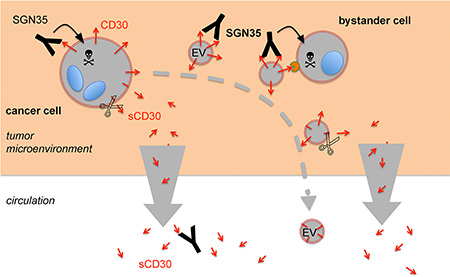 Proposed model for the role of EVs and CD30 shedding for the immunotargeting with SGN-35.