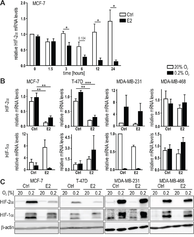 HIF-2&#x03B1; regulation by estrogen in breast cancer cell lines.