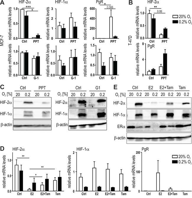 ER&#x03B1;-mediated regulation of HIF-2&#x03B1; by estrogen.