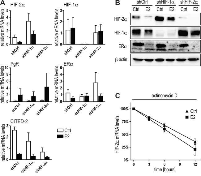 Mutual HIF-&#x03B1; inhibition or mRNA stability are not involved in E2-dependent HIF-2&#x03B1; regulation.