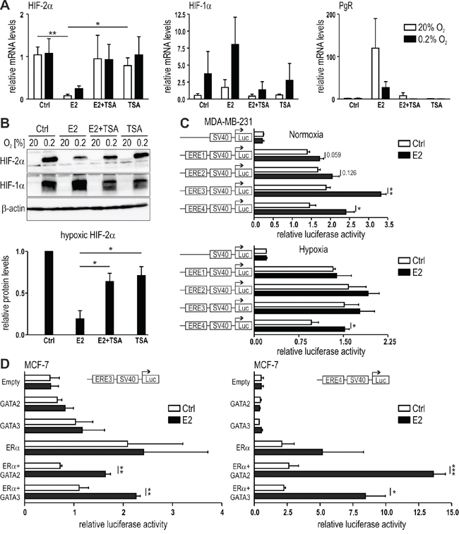 Role of histone deacetylation in E2-dependent HIF-2&#x03B1; regulation.