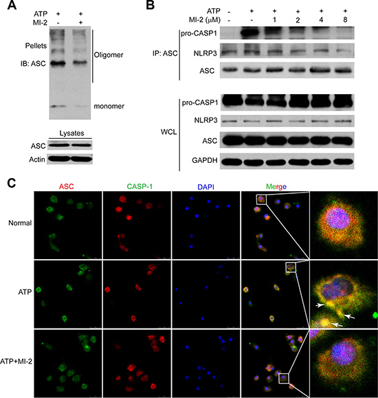 MI-2 suppressed NLRP3 inflammasome complex assembly induced by ATP.