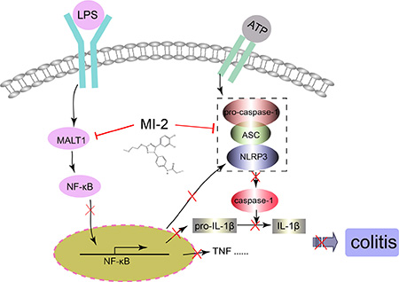 Illustration for the mechanism underlying MALT1 inhibitors for improvement of DSS-induced colitis in mice.