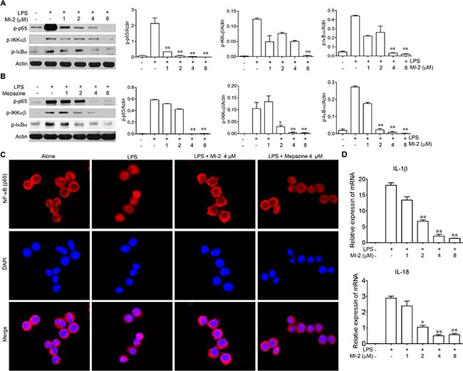 MALT1 inhibitors decreased activation of NF-kB signaling pathway in vitro.