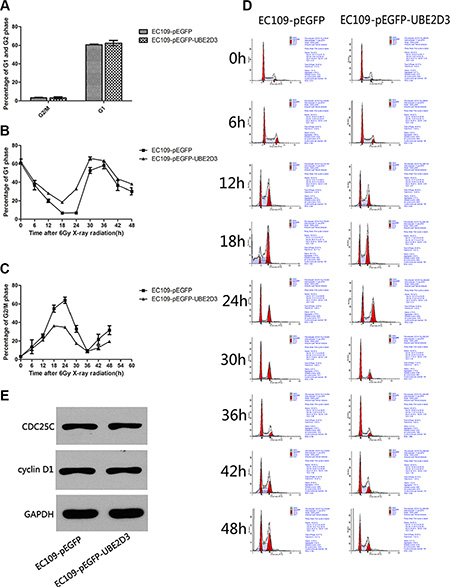 Effects of UBE2D3 overexpression on the cell cycle with or without IR in EC109 cells.