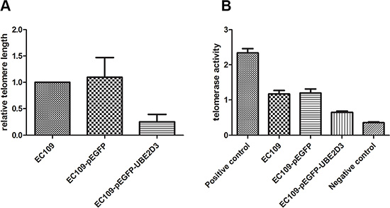 UBE2D3 overexpression shortened telomere length and decreased telomerase activity.